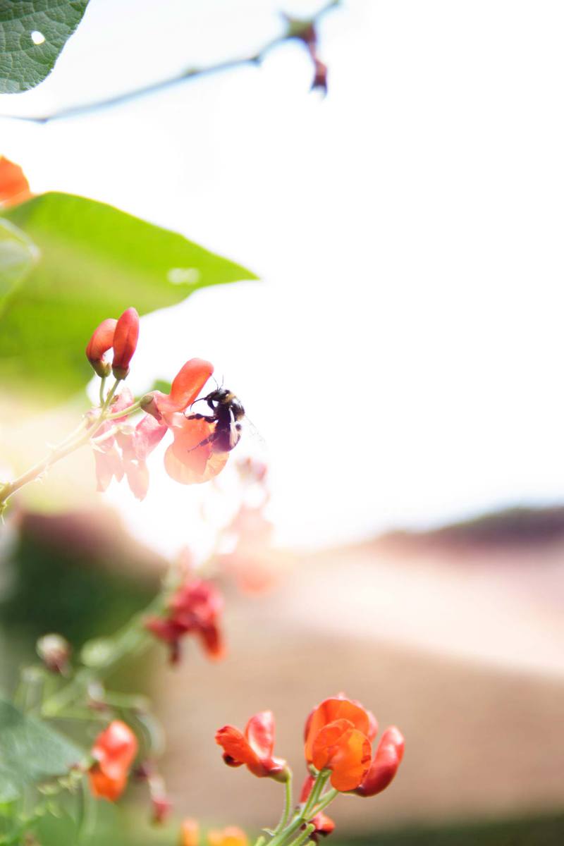 Bumble bee visiting the green beans in the garden