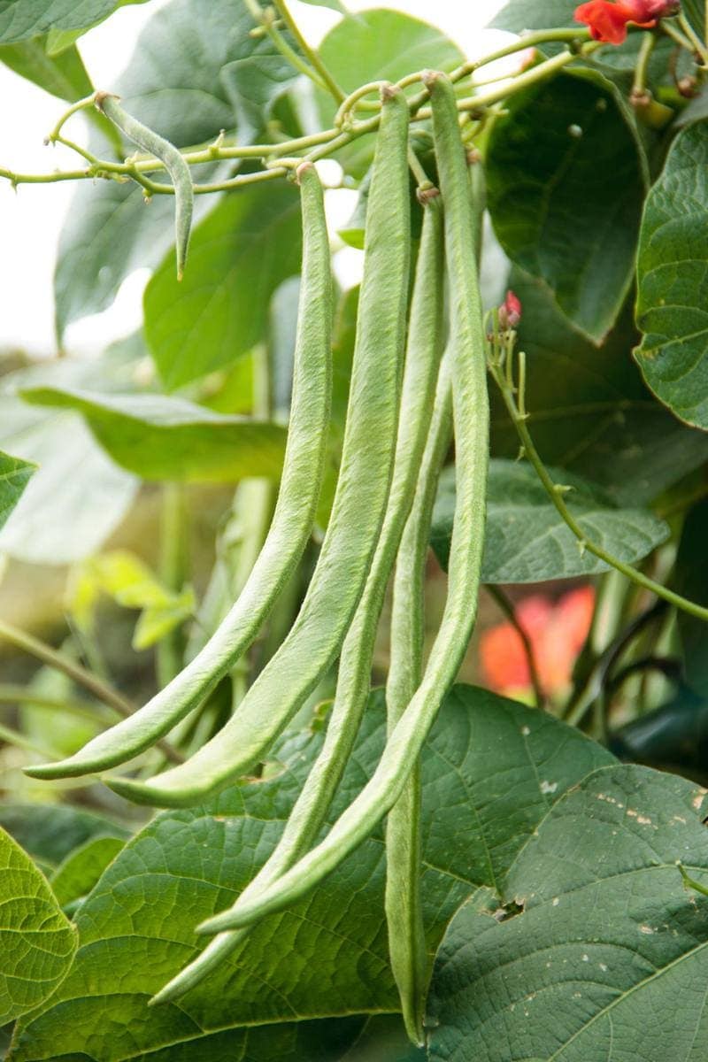 Detail of fresh beans growing in the garden
