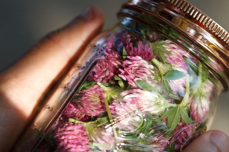 Red-Clover-Infusion-Psoriasis
