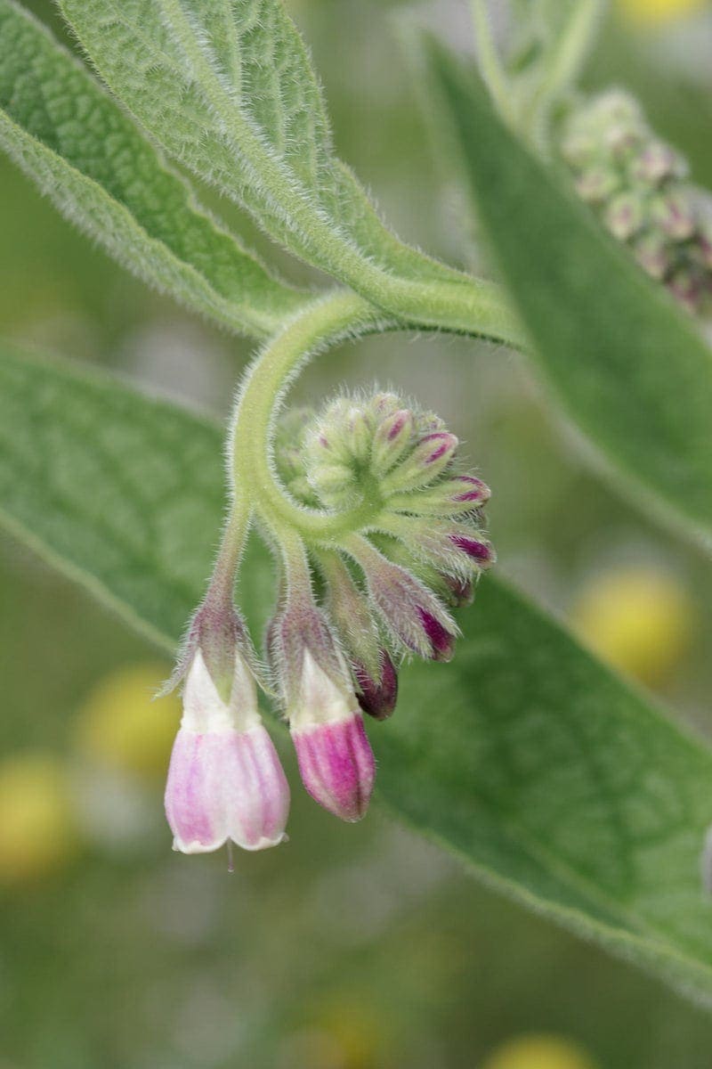 Homemade Comfrey Ointment