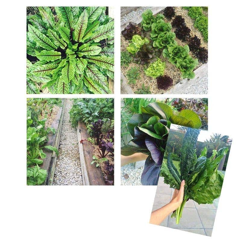 Organic-Garden