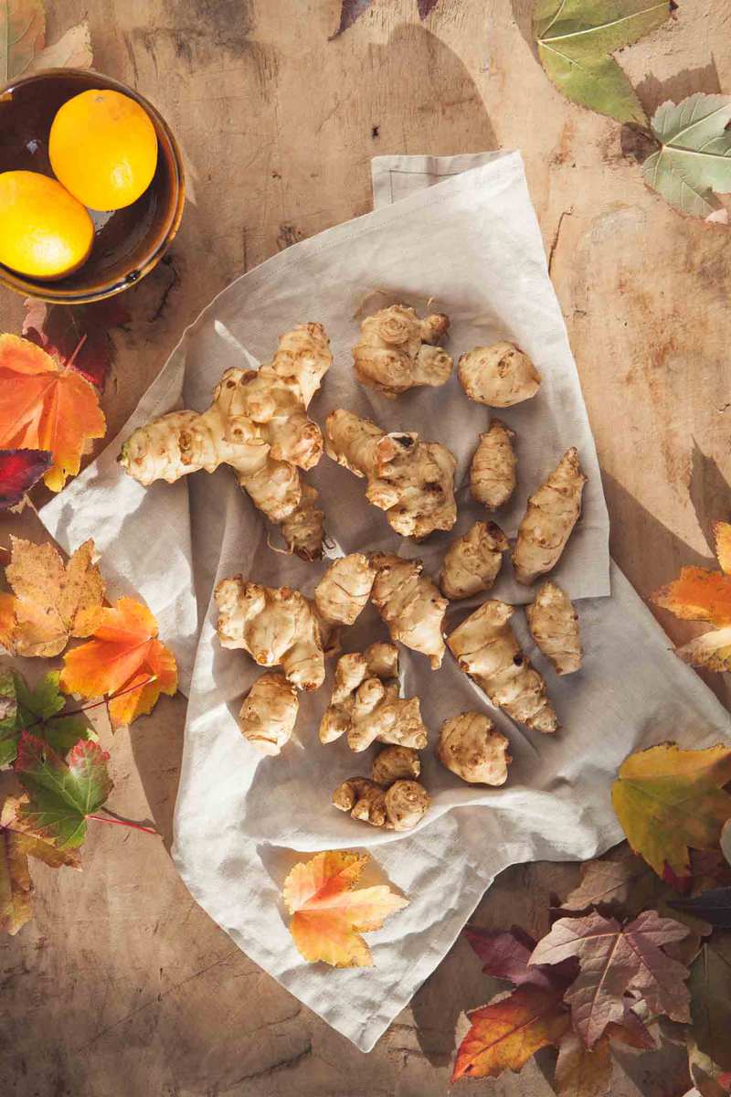 Overhead shot of a dozen or so large sunchoke roots on a linen cloth, on a rustic wooded table bathed in fall light.