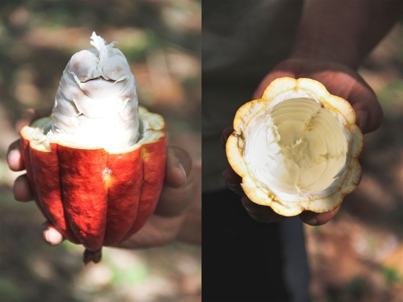 Benefici del cacao: semi di cacao all'interno del baccello di cacao