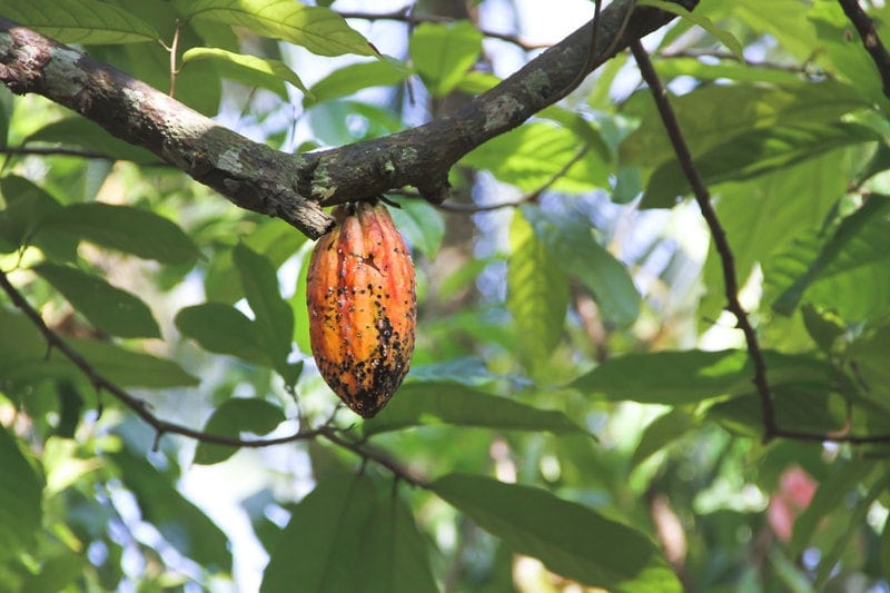 Benefits of Cacao: cacao pod hanging on a tree