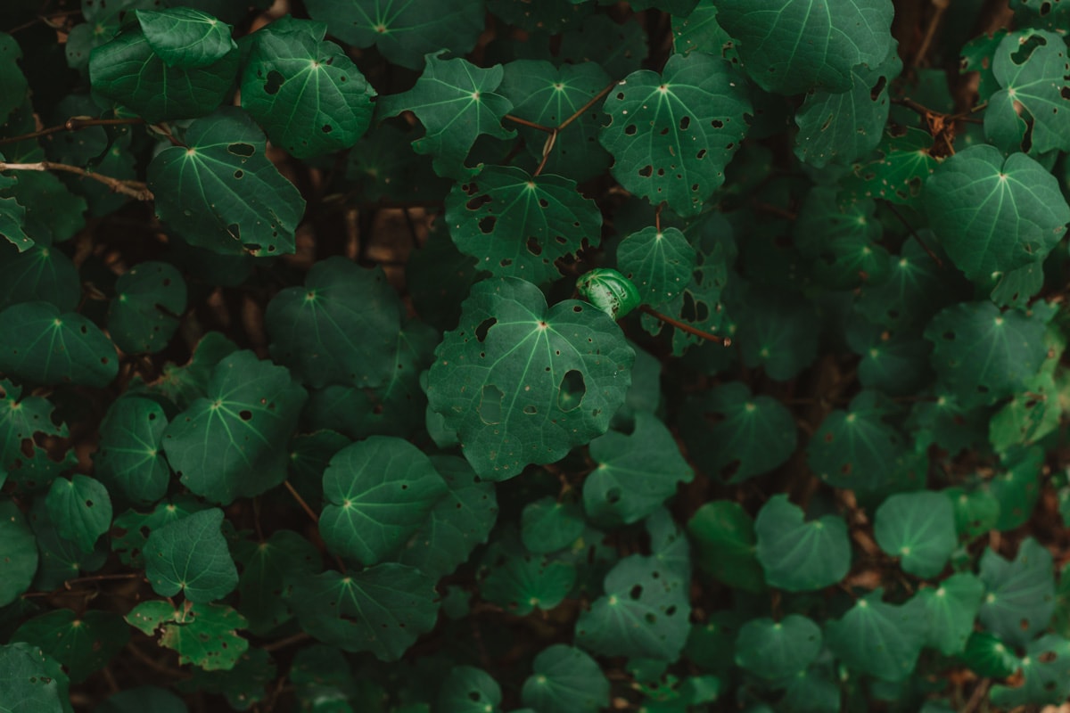 A healthy kawakawa plant - you can see the heart-shaped leaves are full of holes, which is a healthy sign.