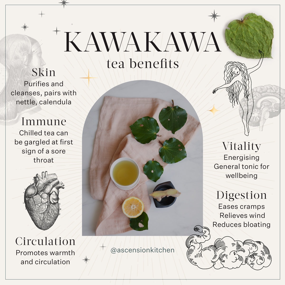 Infographic of the health benefits of kawakawa tea. Key points covered are skin, immune, circulation, digestion and vitality.