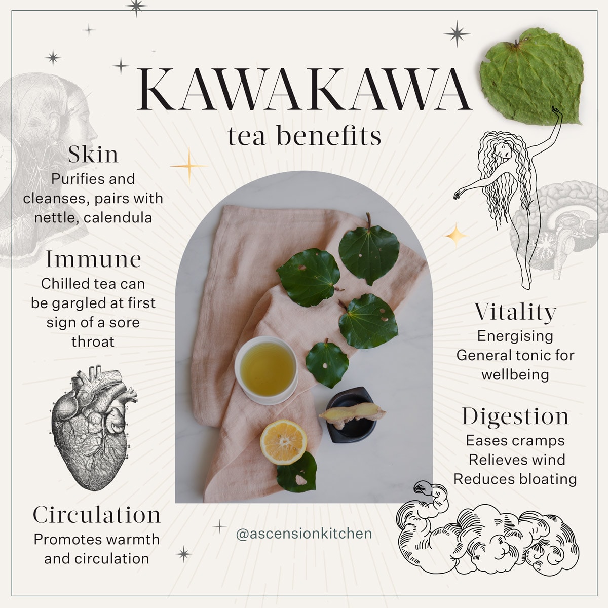 Kawakawa tea – a rejuvenating tonic • Ascension Kitchen