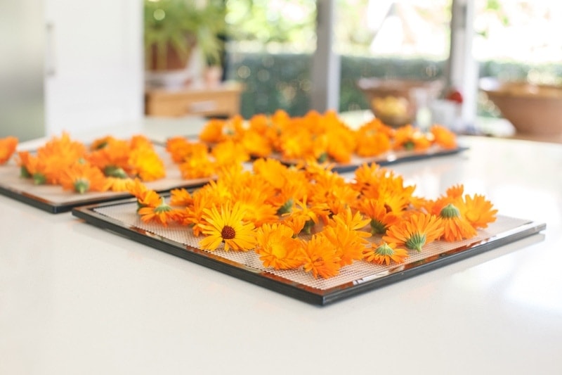 Freshly picked calendula flowers spread out over mesh trays ready to dry