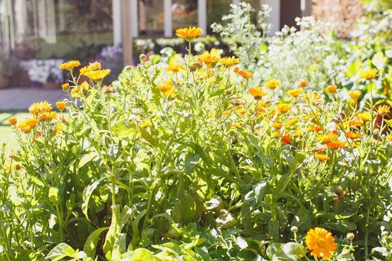 Calendula growing in a garden in full bloom