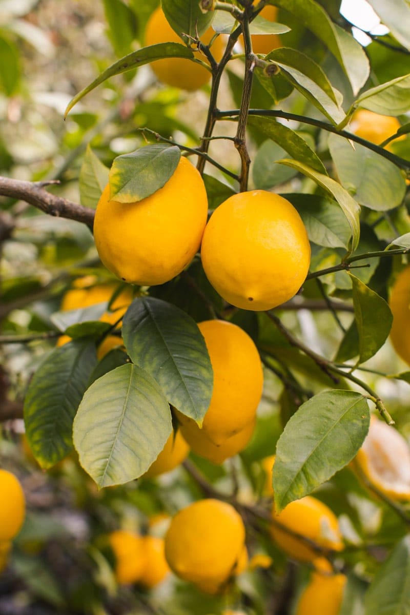 Perfect Meyer lemons on the tree 