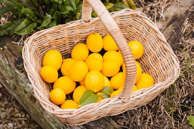 A basket full of freshly picked Meyer lemons sitting on the edge of the vegetable bed
