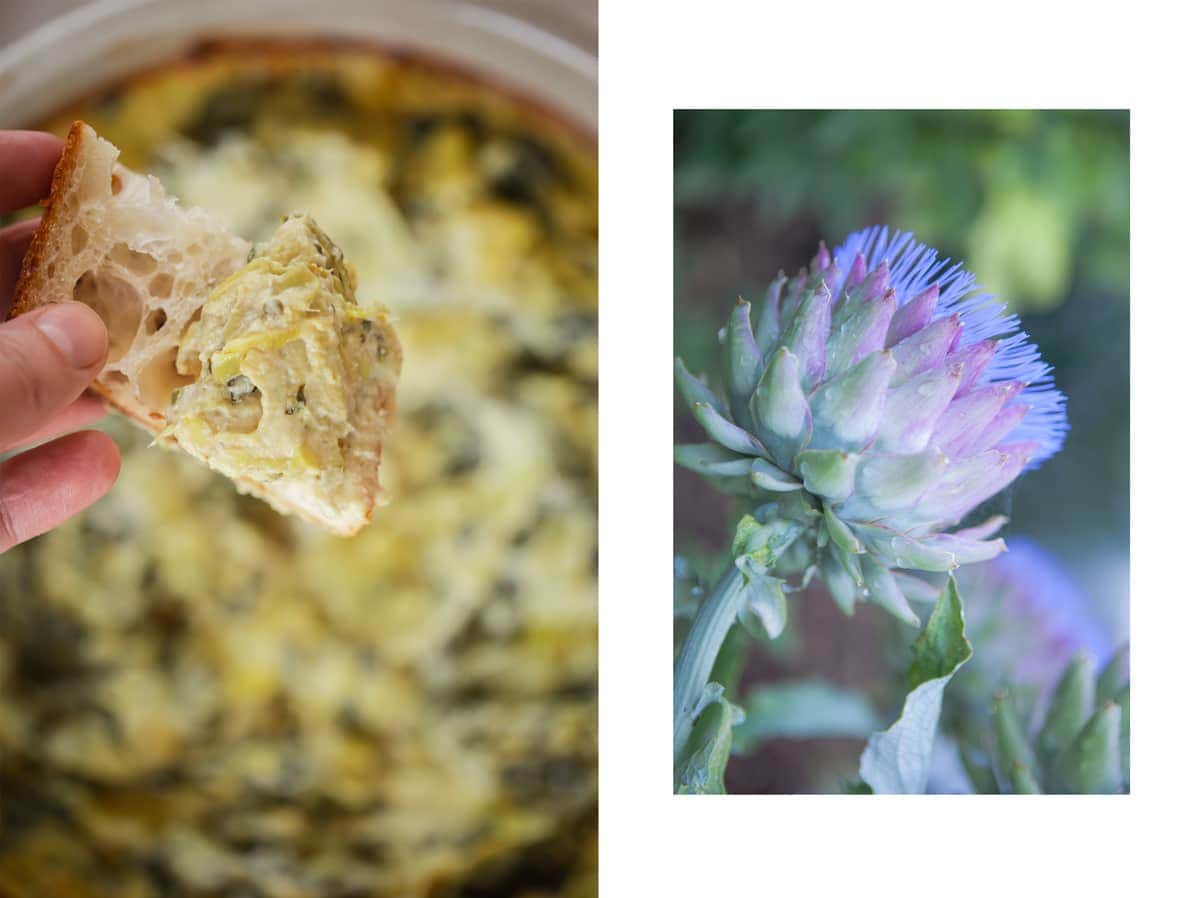 Two images side by side, the first a dish filled with hot artichoke dip, the second, a close up of a globe artichoke in bloom