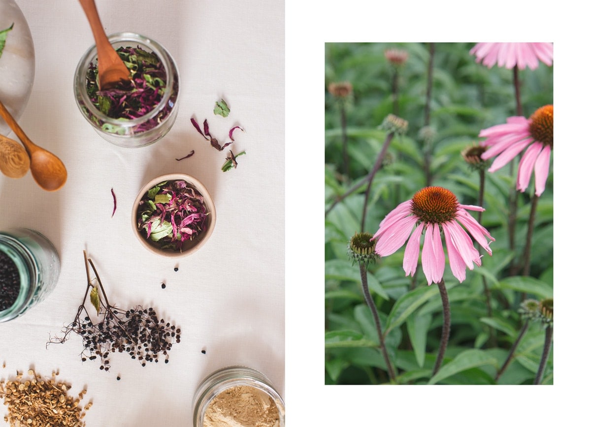 Image on the left is dried echinacea in a jar, on the right is echinacea growing in the garden