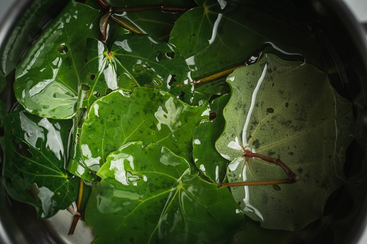 Close up of fresh heart-shaped kawakawa leaves in a saucepan filled with sweet almond oil, ready to infuse.
