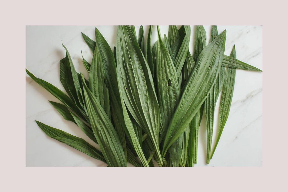 Close up of narrow leaf plantain leaves.