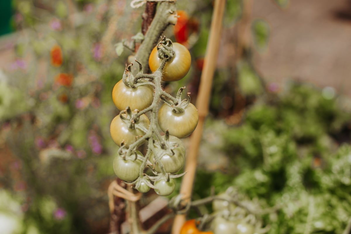 A bunch of cherry tomatoes growing on a vine in the garden