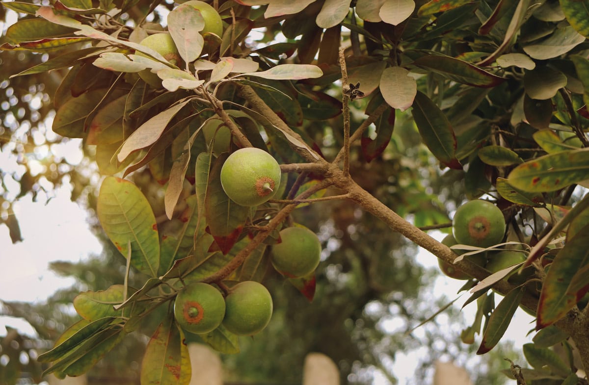 Lucuma fruit growing on a tree - slightly green, not quite ripened. 