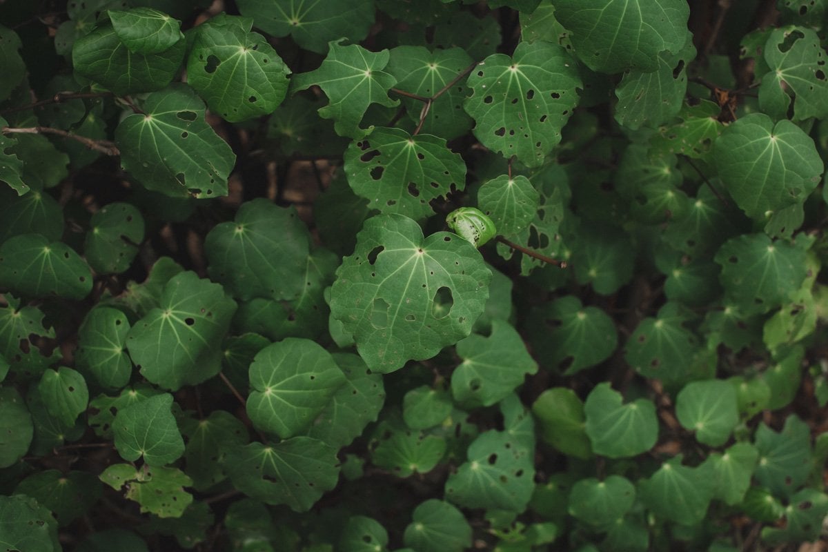 A kawakawa tree filled with heart shaped, glossy dark green leaves with holes in them.