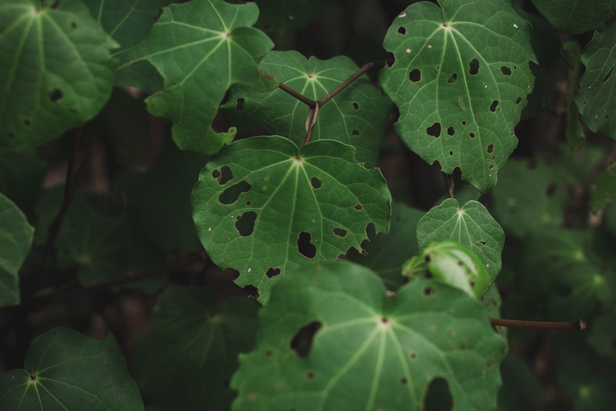 Close up of a kawakawa leaf full of holes.
