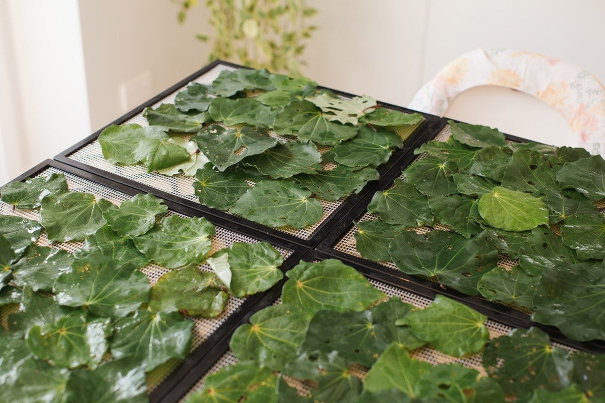 A table top covered with dehydrator trays, filled with freshly picked kawakawa leaves, ready to be dried.