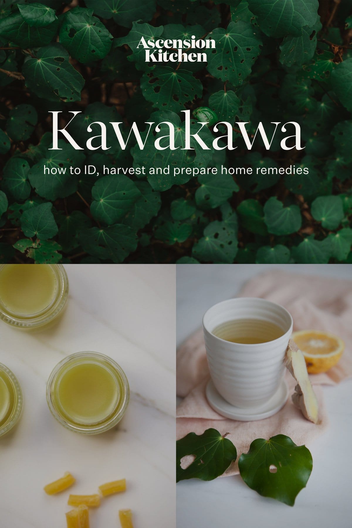 An image composite of a dense kawakawa shrub, with a few open jars of kawakawa balm, and a kawakawa tea. Text over the top reads "Kawakawa, how to ID, harvest and prepare home remedies."