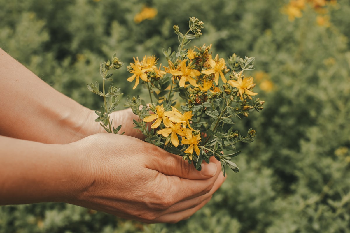 Lauren holding a bunch of freshly picked St John's wort flowers