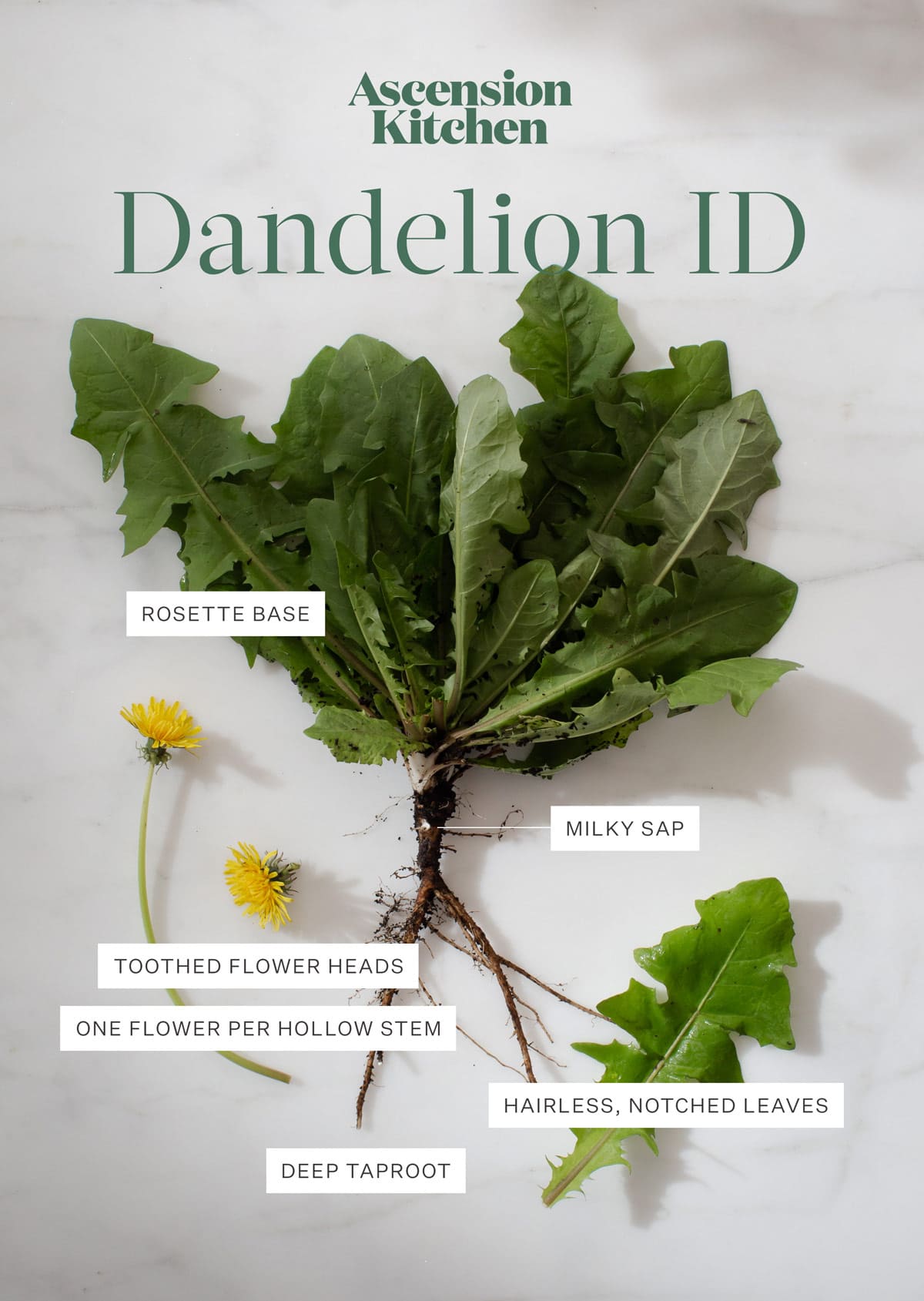 Flat lay of a dandelion plant pulled from the earth, with text to help identify key aspects, such as the rosette base, hollow stem with single flower, notched leaves, taproot and milky sap.